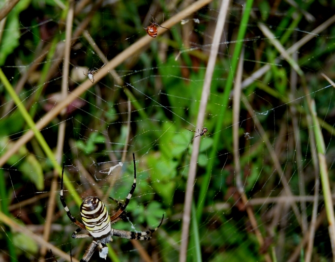 Gli astuti Argyrodes